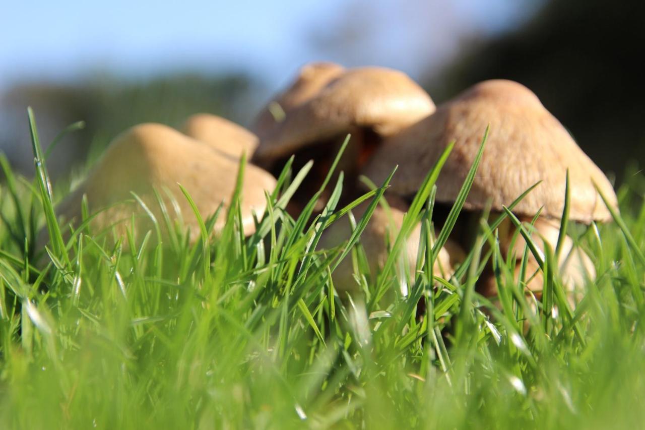 Naturia Chimay Buitenkant foto